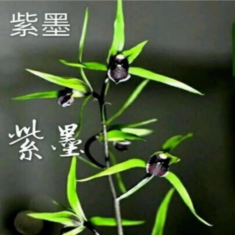 带花苞绿植室内盆栽花卉新品【紫墨】兰花大全浓香型当年开花常青