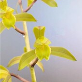 带花苞蕙兰 赤灵彩素 兰花苗浓香室内办公阳台庭院绿植盆栽花卉