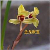 带花苞春兰自然老种浓香兰花苗 金龙献宝 绿植花卉园艺室内盆栽