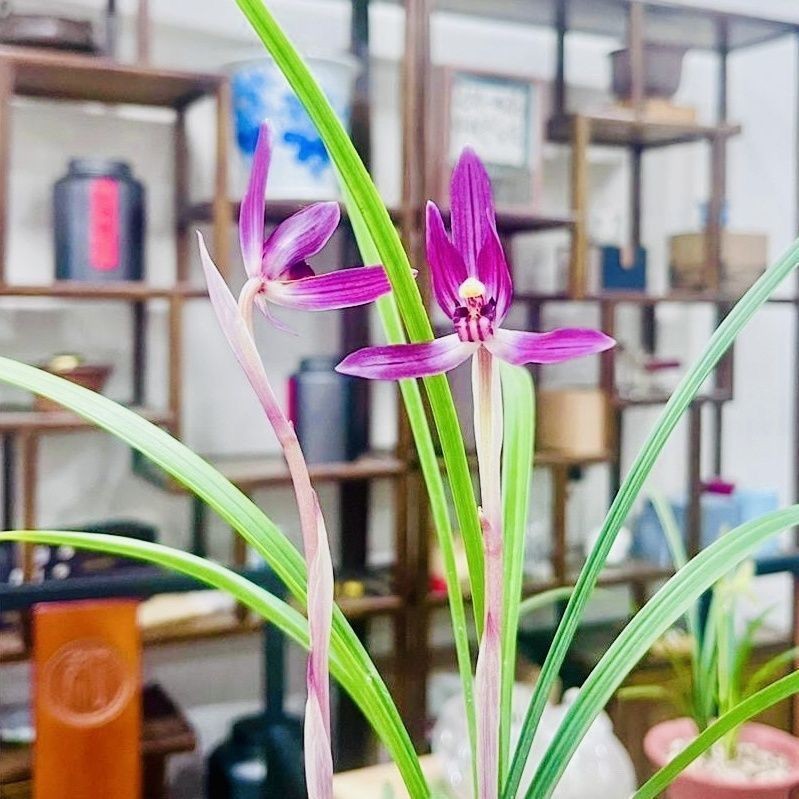 带花苞春兰【紫胭脂】兰花苗花色花绿植室内好养客厅阳台花艺花卉