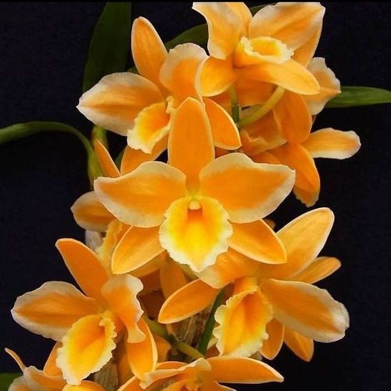 基地石斛洋兰花卉盆栽兰花浓香型精品绿植阳台室内办公室花卉