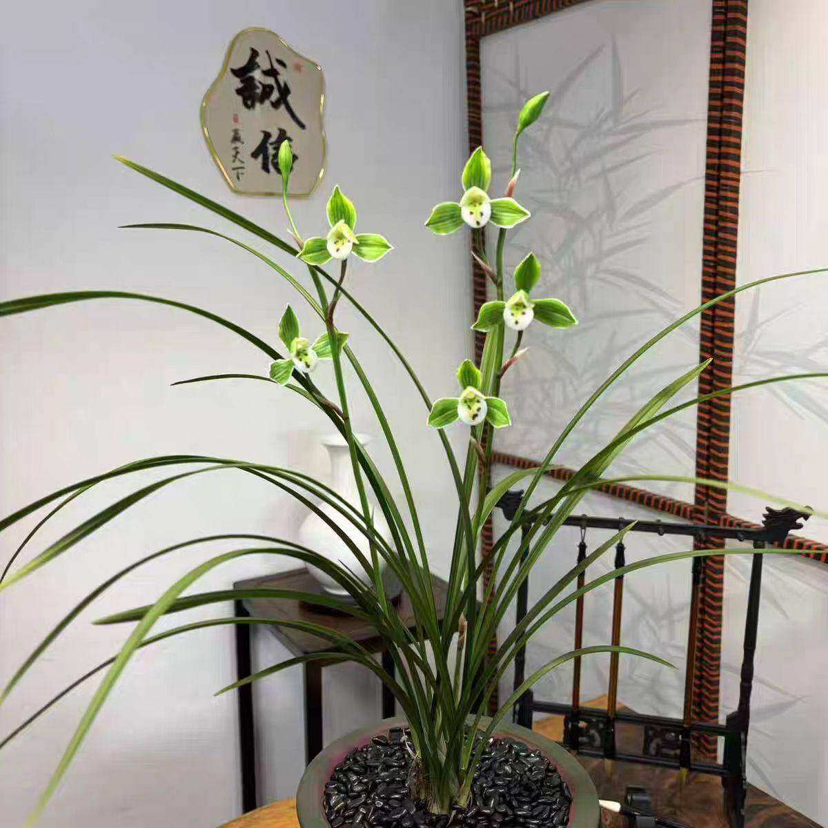 即将上花新品浓香型兰花苗老种苗【君临天下】盆栽花卉大全浓香型