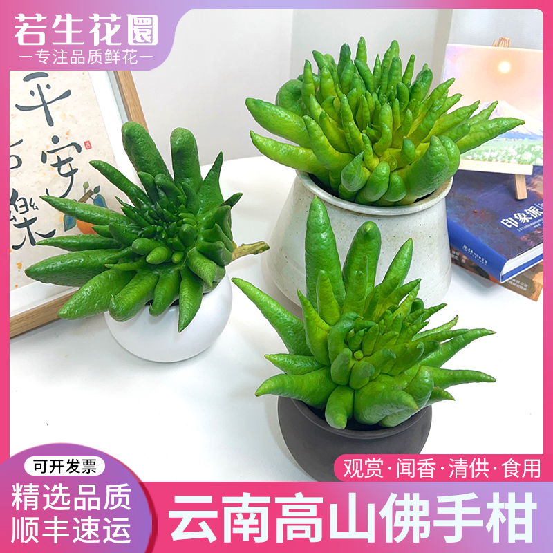【1-56号专拍】新鲜佛手柑食用佛手果瓜香橼清供观赏闻香现采现发