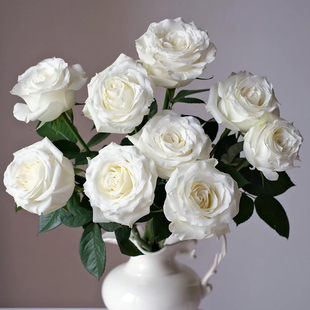 【精品】新鲜骄傲白玫瑰真鲜花家庭室内水培瓶插花云南基地直发