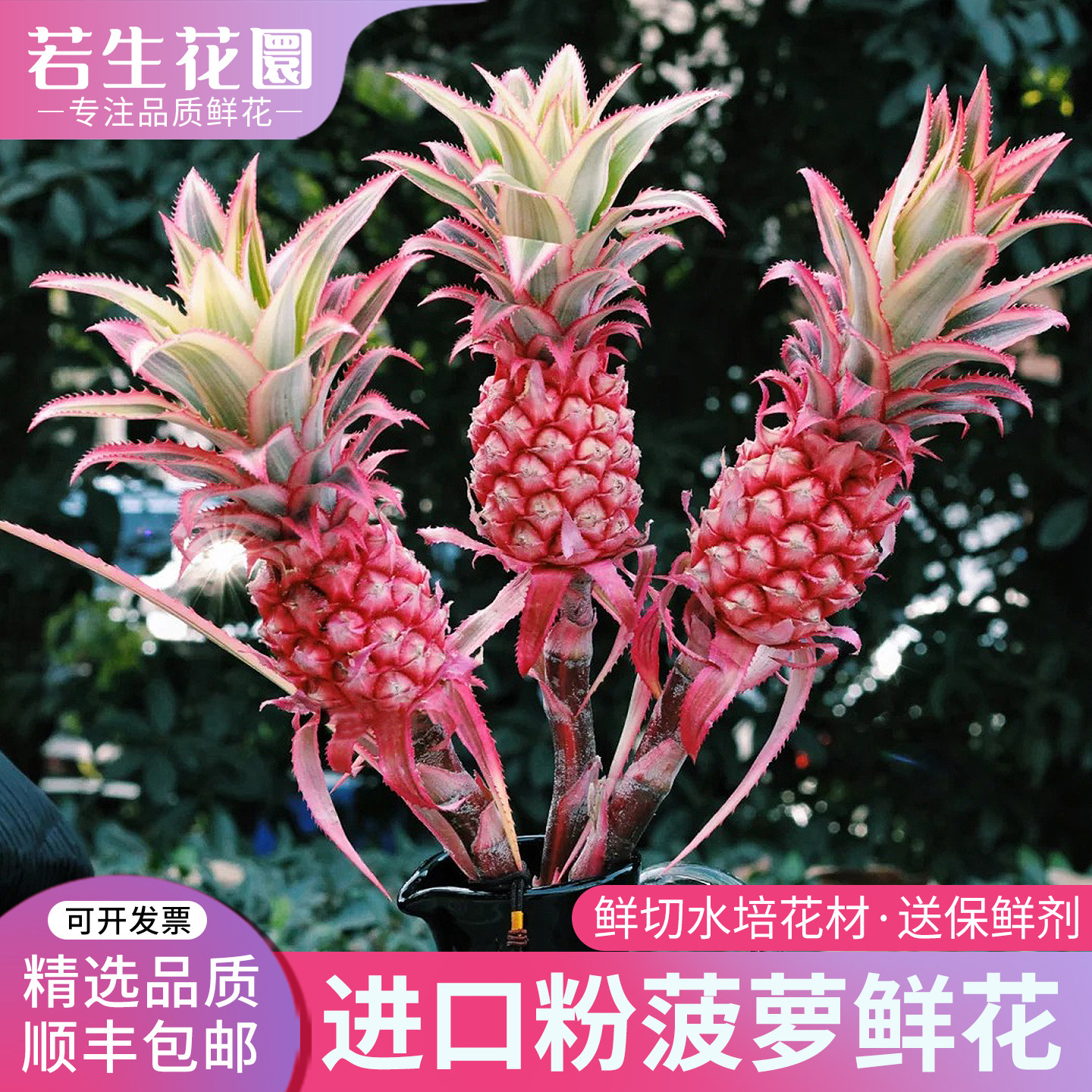 进口粉色菠萝凤梨水培鲜切花材真花日本台湾小菠萝观赏植物年宵花