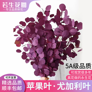 A级尤加利苹果叶永生花圆叶真花沁染花桌面室内落地摆放观赏云南