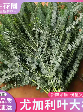 【若生花】尤加利叶鲜花绿植做干花家用插花配草鲜切苹果叶永生花