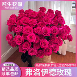 【精选】新鲜弗洛伊德玫瑰鲜花玫红色佛洛依德厄瓜多尔玫瑰水养花