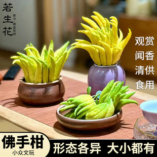 【巨划算】佛手柑闻香果新鲜香橼清供观赏闻香食用小佛手顺丰直发