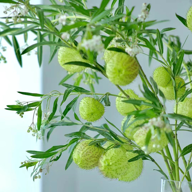 【唐棉】河豚果鲜花糖棉绿气球果子小众花材水养瓶插花云南直发,鲜花速递/花卉仿真/绿植园艺,花材,淘宝优惠券,粉丝福利购,淘宝优惠卷