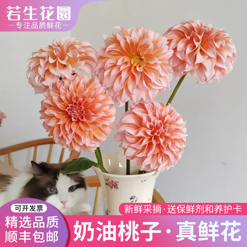 A级奶油桃子鲜花大丽花真花婚庆装饰家用水培插花云南直发