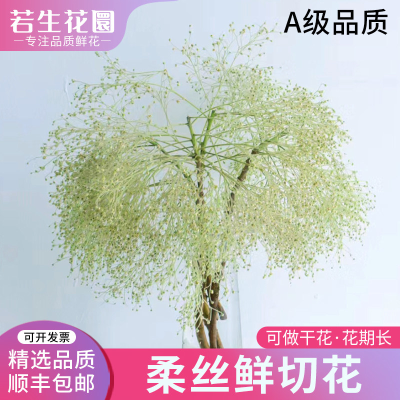 A级柔丝梦幻草鲜花真花后期可做干花花期家用水培插花婚庆用