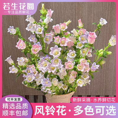 樱花鲜花家用插花云南直发