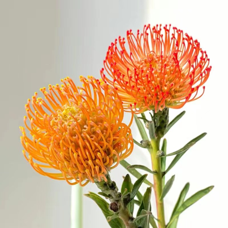 【南非进口】针垫花鲜花真鲜花可做干花花期超长装饰DIY云南直发,鲜花速递/花卉仿真/绿植园艺,花材,淘宝优惠券,粉丝福利购,淘宝优惠卷