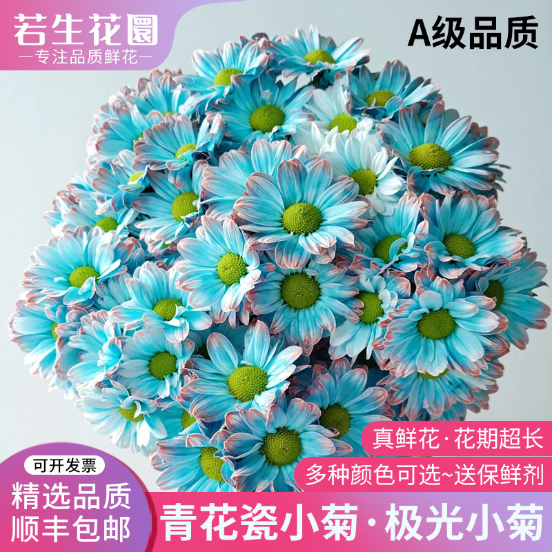 A级青花瓷小雏菊吸色小菊真鲜花极光紫家用客厅插花束花期长云南