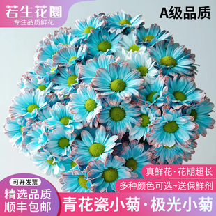 A级青花瓷小雏菊吸色小菊极光紫菊类鲜花家用客厅插花束