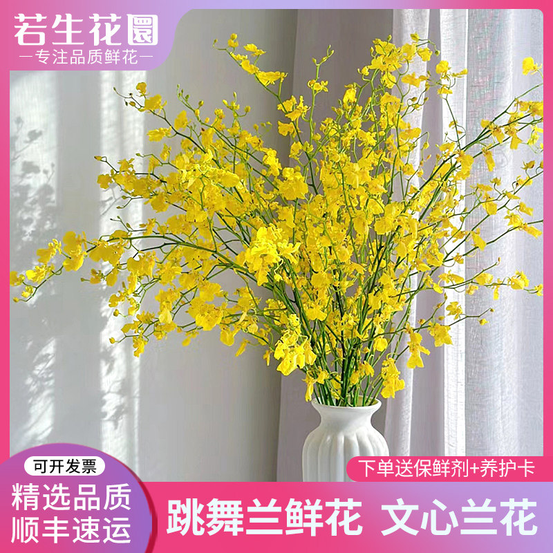 【若生花】跳舞兰文心兰真鲜花水养插瓶家庭办公室云南基地直发
