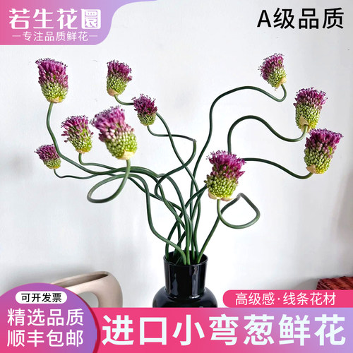 新鲜小弯葱鲜切花真花