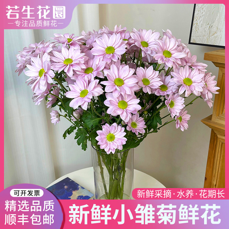 【若生花】新鲜小雏菊鲜花真花粉色三文鱼花期超长家用水培插花,鲜花速递/花卉仿真/绿植园艺,花材,淘宝优惠券,粉丝福利购,淘宝优惠卷