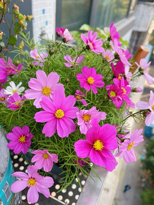 花色野花组合花七彩四季易活开花室外矮生花籽庭院盆栽花