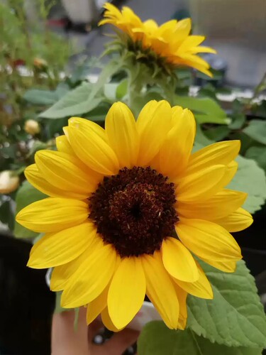 向日葵盆栽带花苞四季开花向日葵盆栽鲜花花棒向日葵