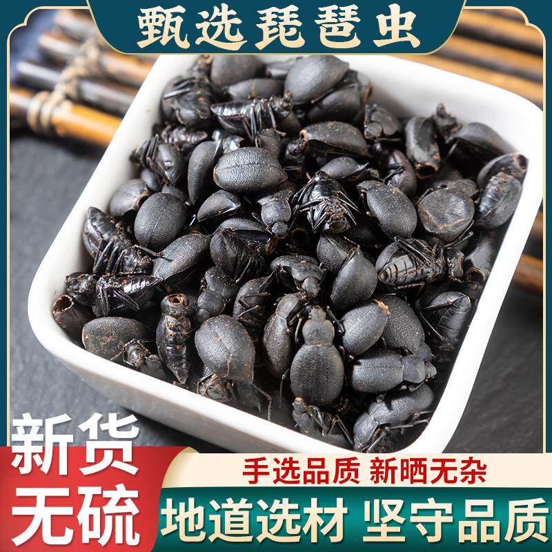 琵琶虫中药材臭屁虫臭虫琵琶甲虫非野生琵琶虫喙尾琵琶甲高脚臭虫