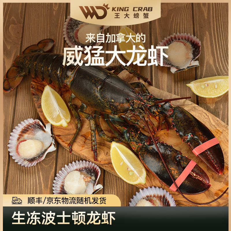 进口波士顿大龙虾鲜活冷冻巨型海冻虾