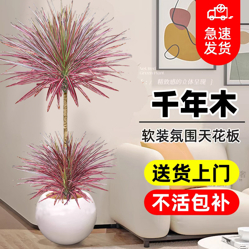 千年木客厅绿植室内大型七彩铁真植物办公室好养五彩铁龙血树盆栽