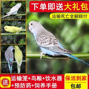 鹦鹉活鸟活物虎皮鹦鹉小鸟活鸟会学说话的鸟类活鸟宠物鹦鹉好上手