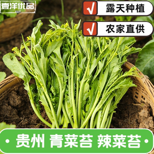 贵州露天种植青菜苔当季 新鲜苔冲鼻苔快芥菜农家现摘酸菜冲菜青菜