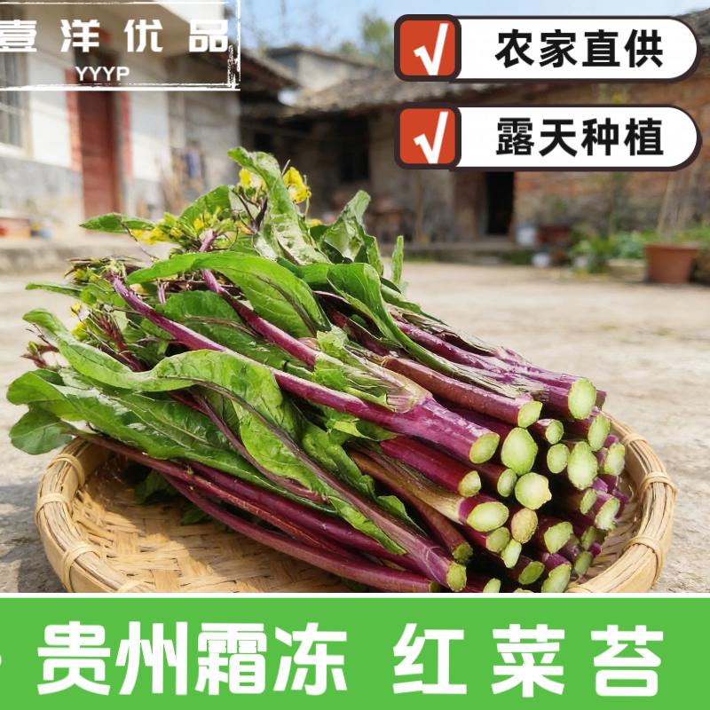 贵州露天种植红菜苔当季新鲜农家叶菜类