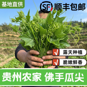 贵州现摘捧瓜尖佛手瓜嫩尖龙须菜洋瓜尖叶当季蔬菜新鲜佛手瓜尖