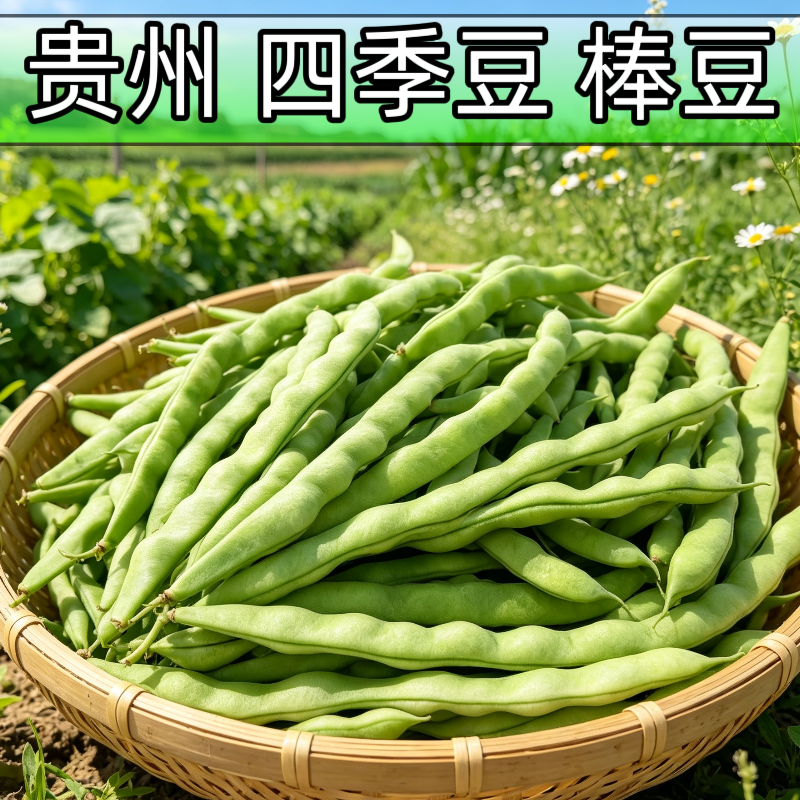 贵州新鲜四季豆自种现摘特价豆角蔬菜露天批发芸豆扁豆农家长款豆