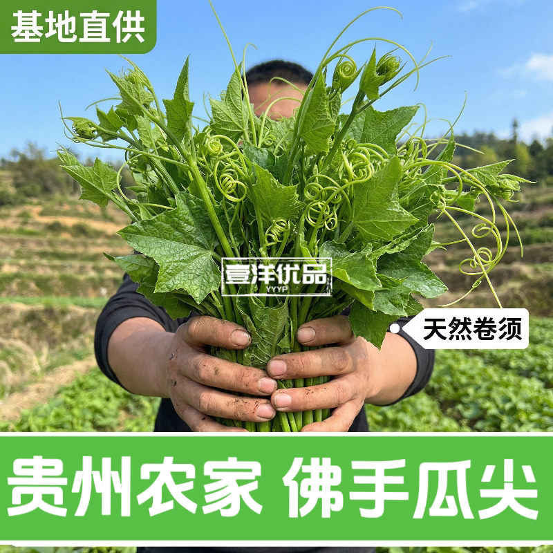 贵州现摘捧瓜尖佛手瓜嫩尖龙须菜洋瓜尖叶当季蔬菜新鲜佛手瓜尖
