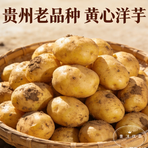 贵州老品种黄心黄皮洋芋农家自种土豆迷你土豆高山洋芋马铃薯包邮