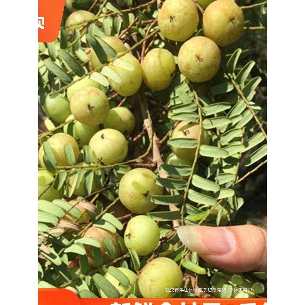 新鲜采摘5斤油甘果牛甘子余甘果油柑油干果滇橄榄孕妇酸水果包邮