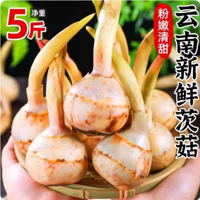 新鲜茨菇云南农家野地慈姑大白
