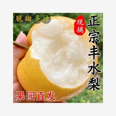 现摘现发新鲜冰糖丰水梨甜梨爆甜丰水梨时令黄花多汁脆甜梨子包邮