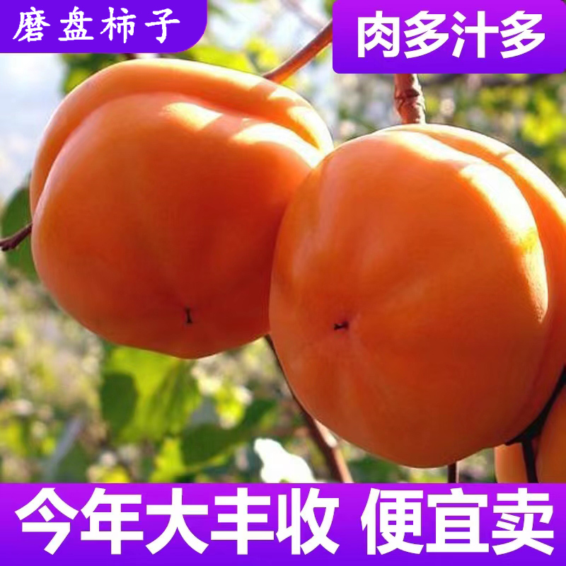 河北磨盘大柿子应季水果当季盆柿大果整箱新鲜非房山柿子现摘现发