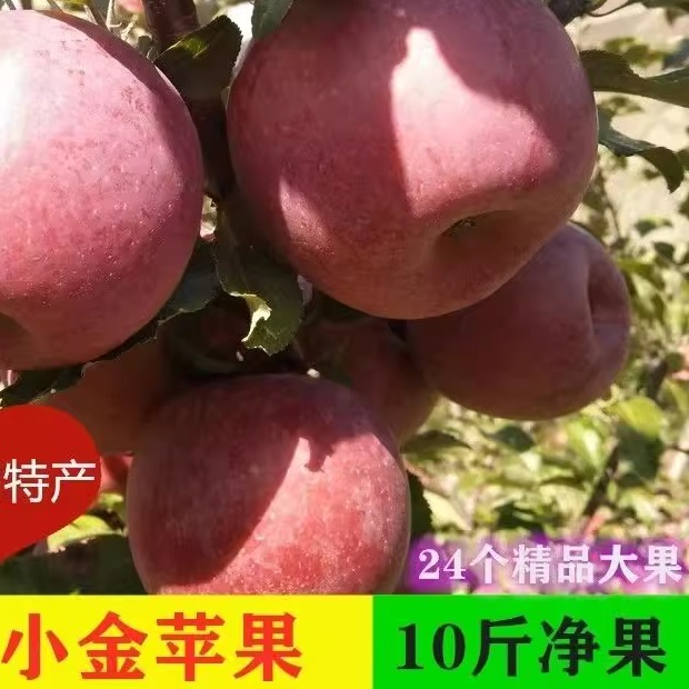 小金苹果四川阿坝糖心红富士苹果