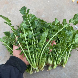 包邮 萝卜缨子新鲜头茬山东河南当季 时令蔬菜萝卜菜叶子带箱5斤装