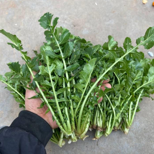 萝卜缨子新鲜头茬山东特产