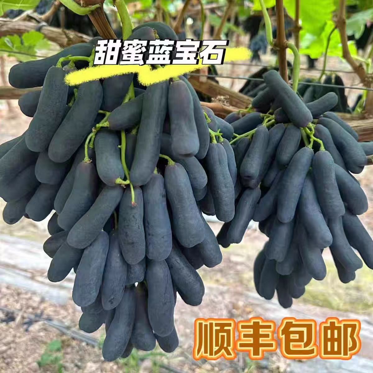 顺丰包邮金手指葡萄黑提蓝宝石美人指提子无籽甜水果新鲜2/3/4斤