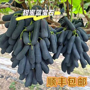金手指葡萄黑提蓝宝石美人指提子无籽甜水果新鲜2 4斤 包邮 顺丰