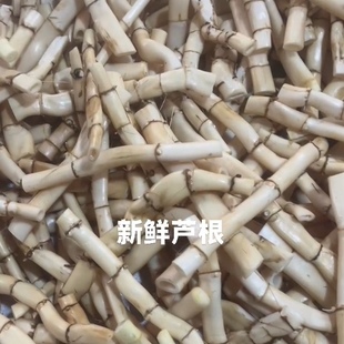 新鲜芦根野外芦苇根粗芦苇根嫩芦苇根芦根茶有白茅根1斤包邮