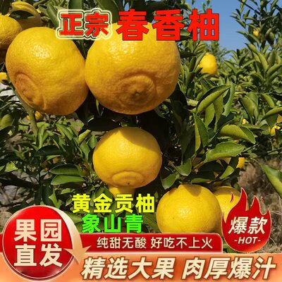 正宗新鲜春香柚象山青柑橘黄金贡柚小柚子10斤甜桔柚纯甜爆汁礼盒