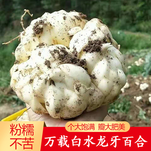 2025粉糯不苦江西特产万载新鲜新鲜食用龙牙甜百合新鲜