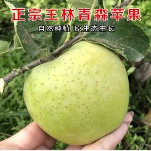 2025现货正宗王林青苹果当季脆甜10斤青森丑萍果孕妇王琳雀斑玉林
