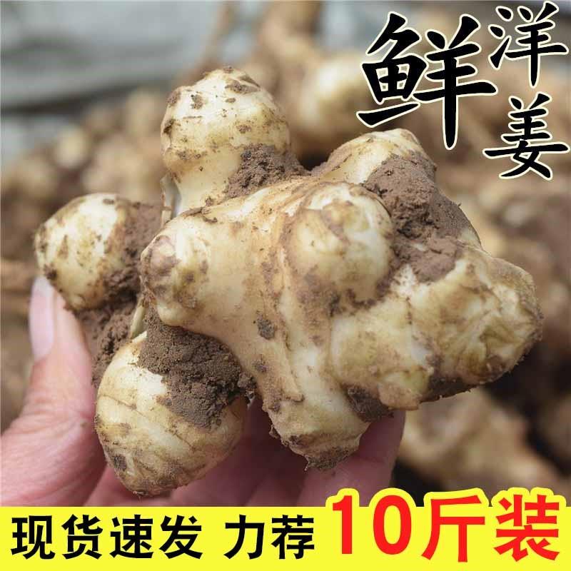 现挖野生洋姜新鲜子姜不辣生阳姜农家蔬菜泡菜酱菜凉拌菊芋9斤