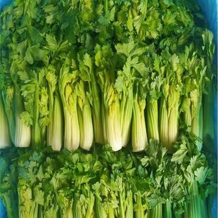 新鲜蔬菜云南高原生吃水果青芹芽西芹嫩芽餐饮特色食材500g
